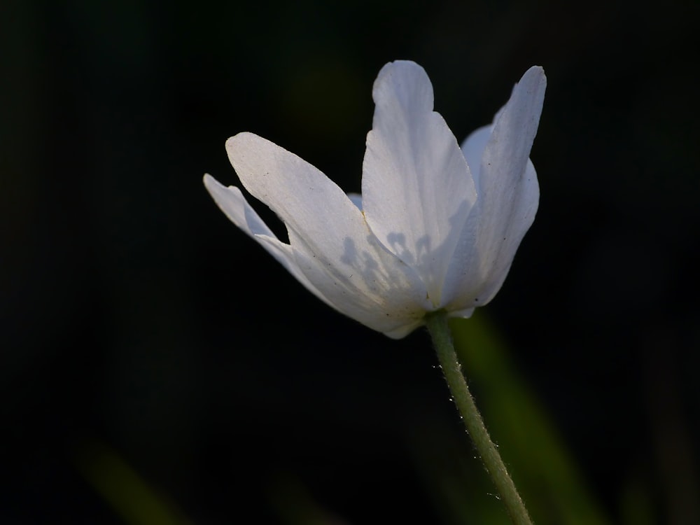 a white flower with a green stem
