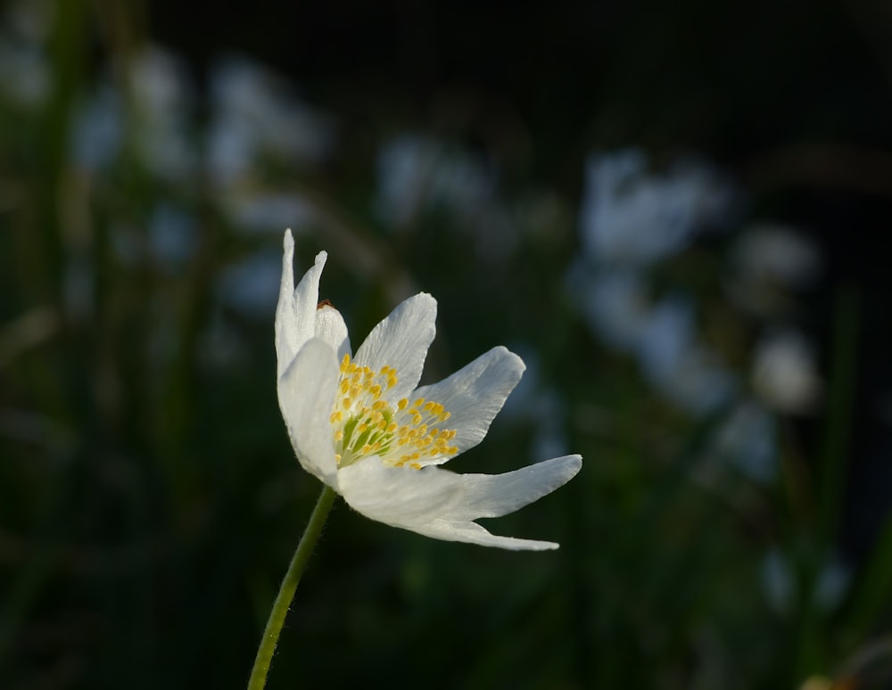 a white flower with yellow center