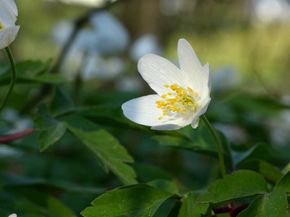 a white flower with yellow center surrounded by green leaves