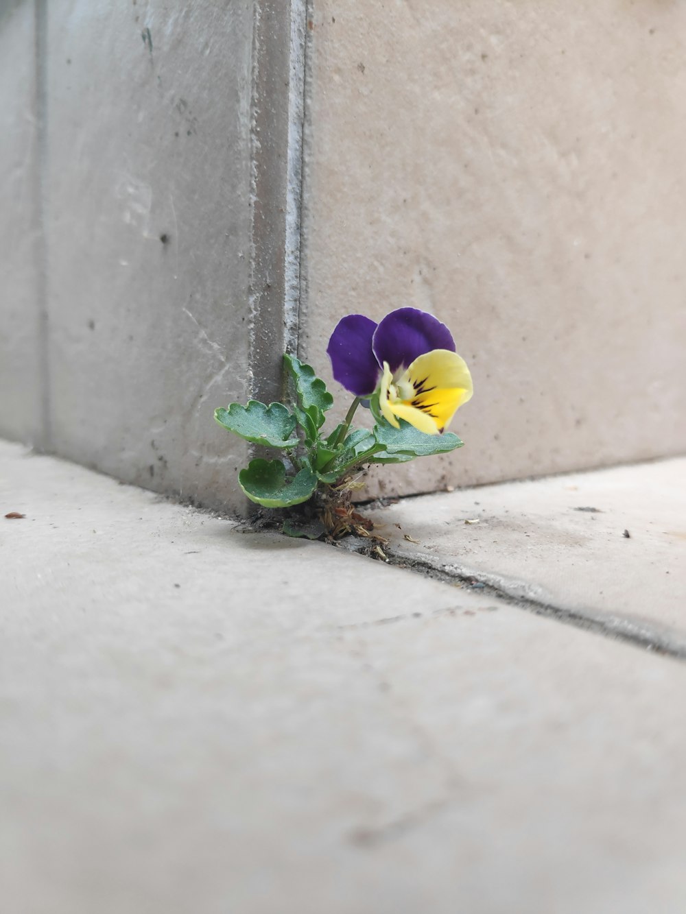 a flower growing out of a concrete wall