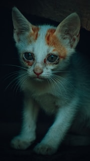 A small, white and orange kitten with noticeable dark circles around its eyes stands in a dimly lit area. The kitten appears to be slightly distressed or in need of care.