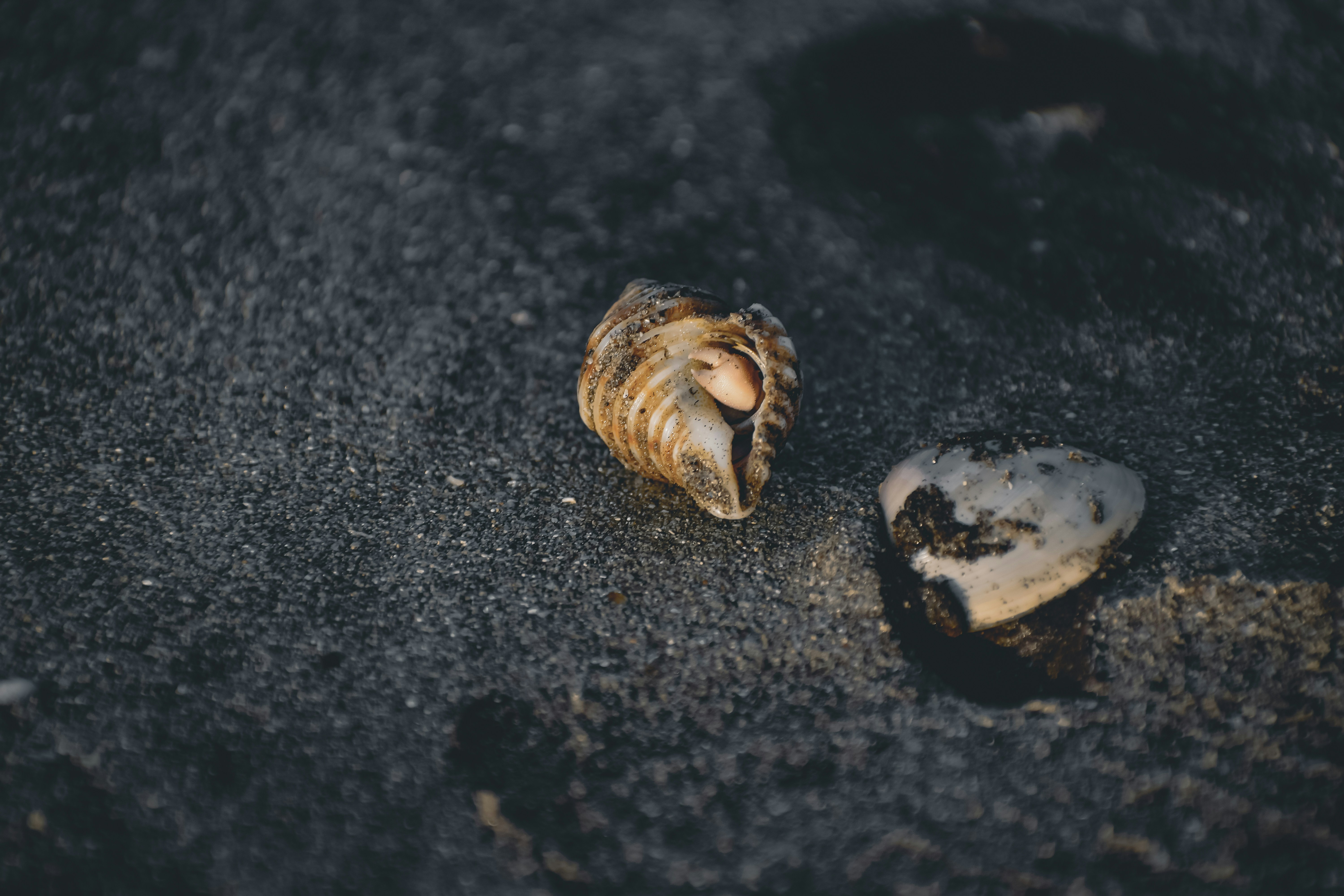 Shell Oude Riet