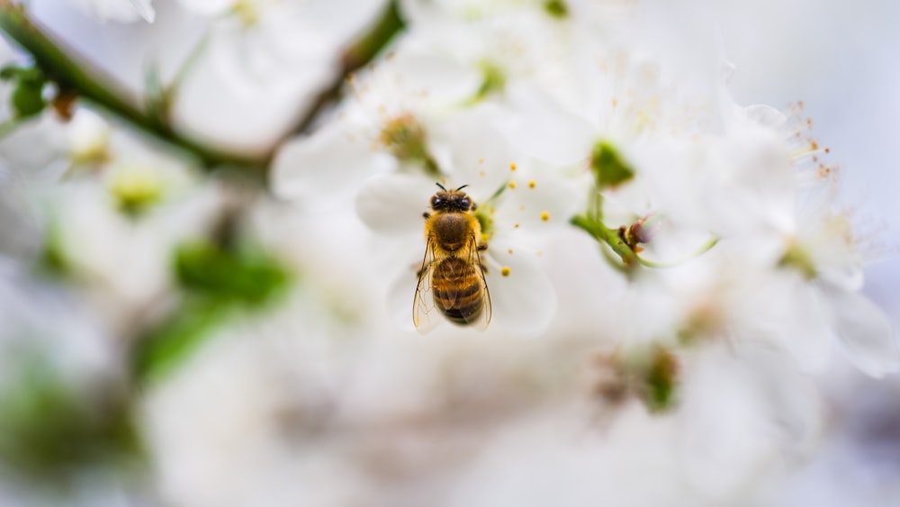 a bee on a flower