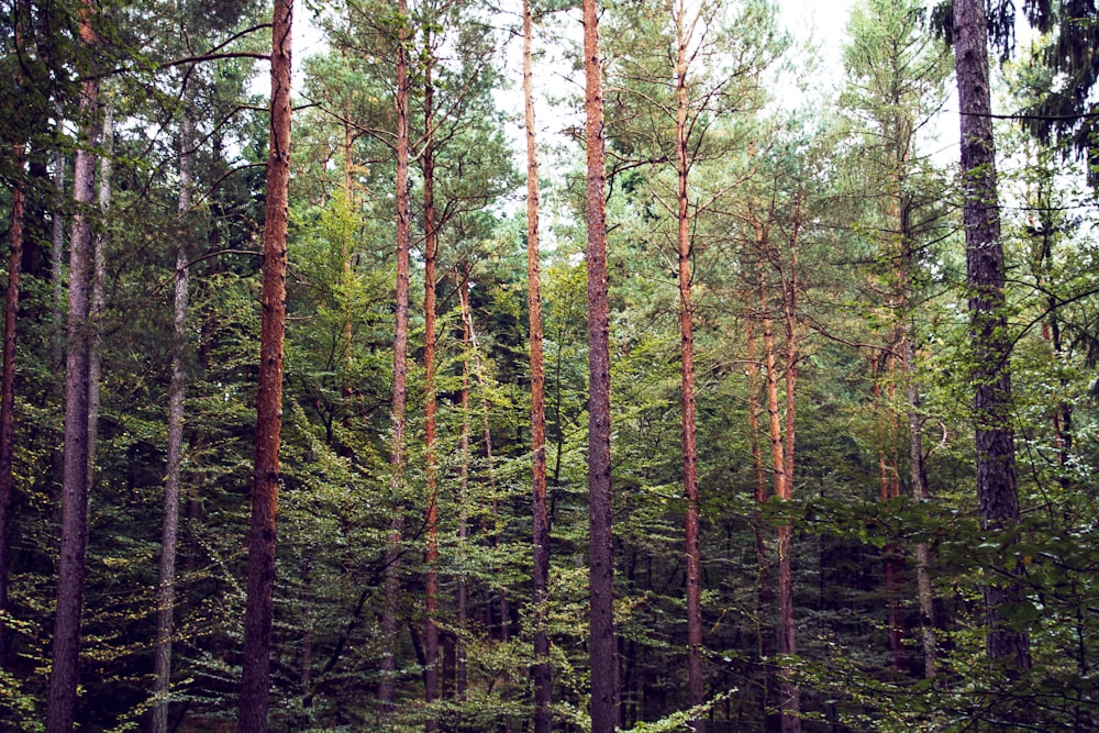 a forest of trees