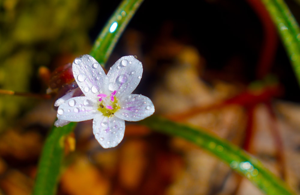 a purple flower with water droplets on it