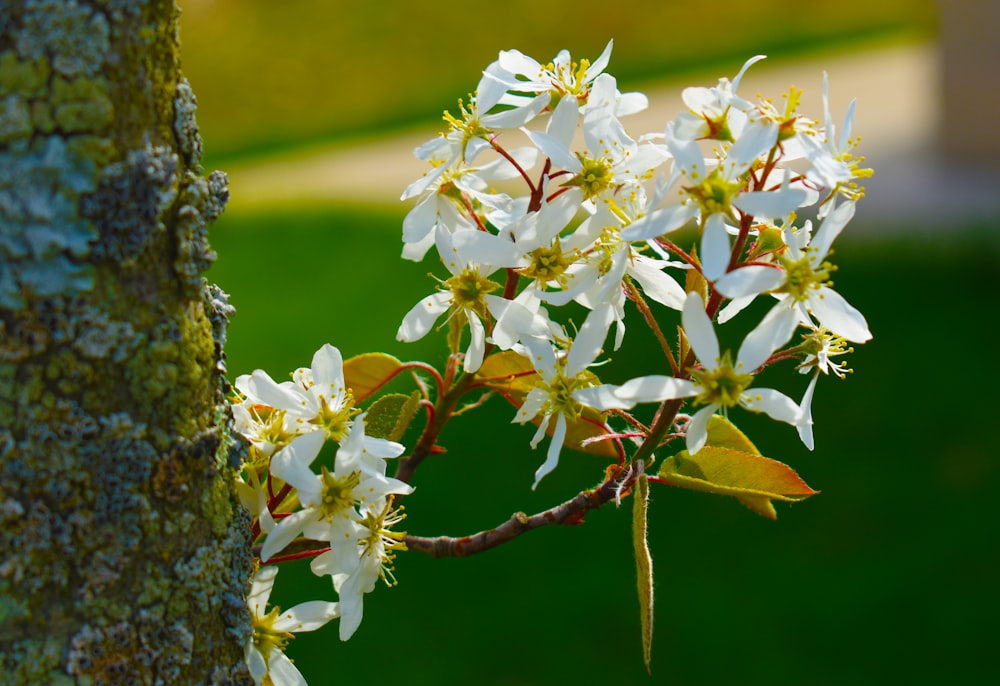 a close-up of a tree branch with white flowers