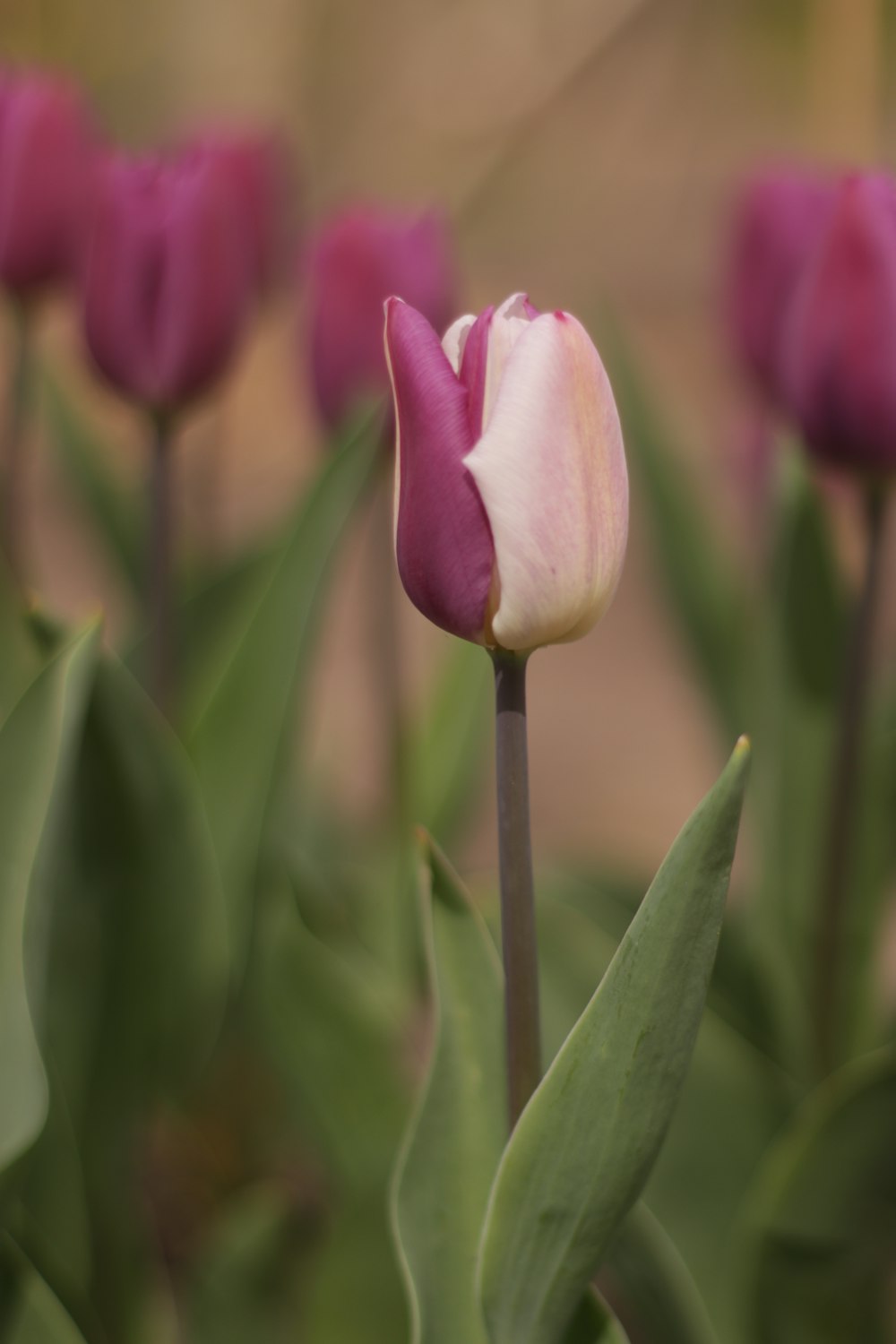 a close up of a flower