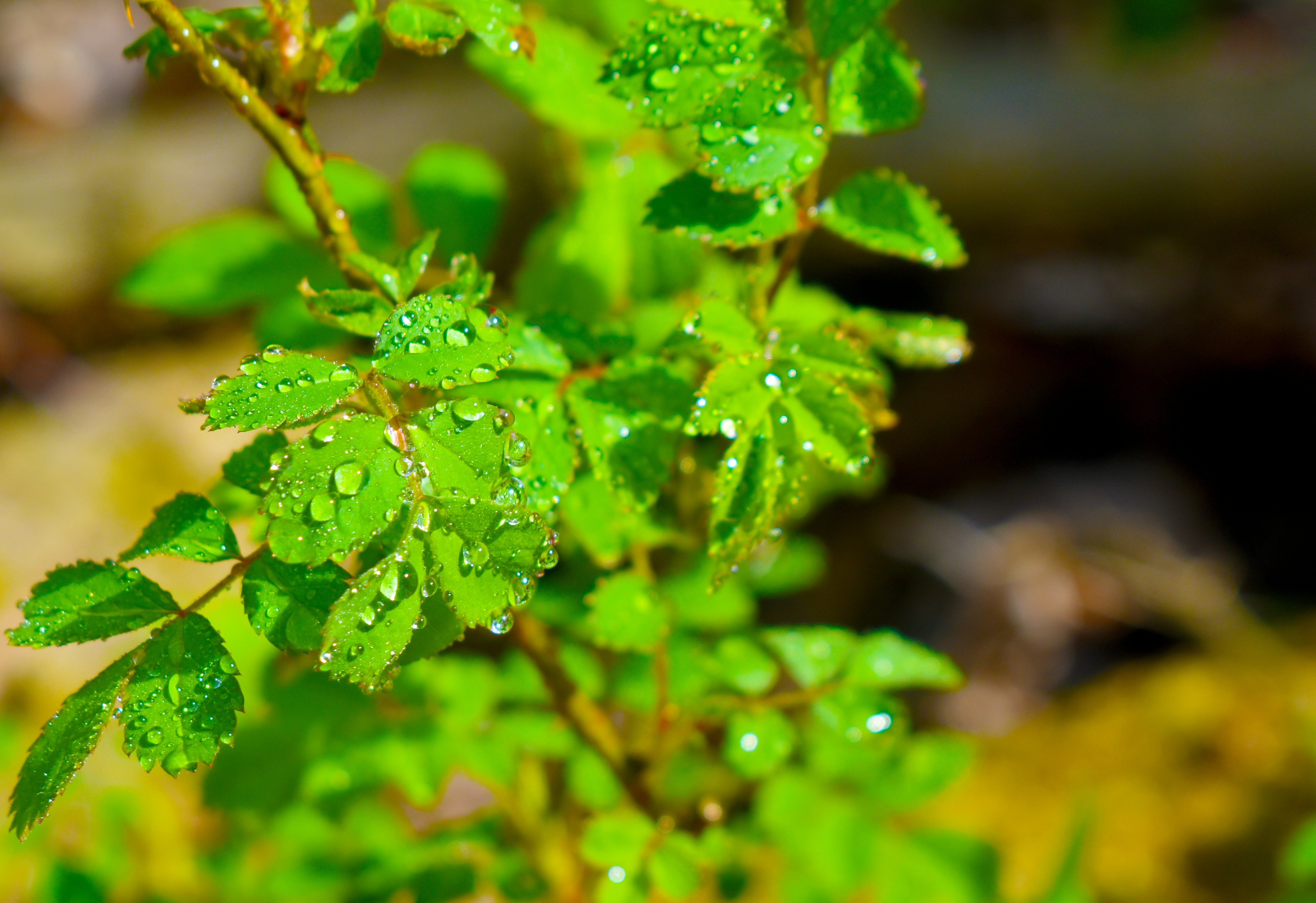 Photo by jasminesphtgrphy