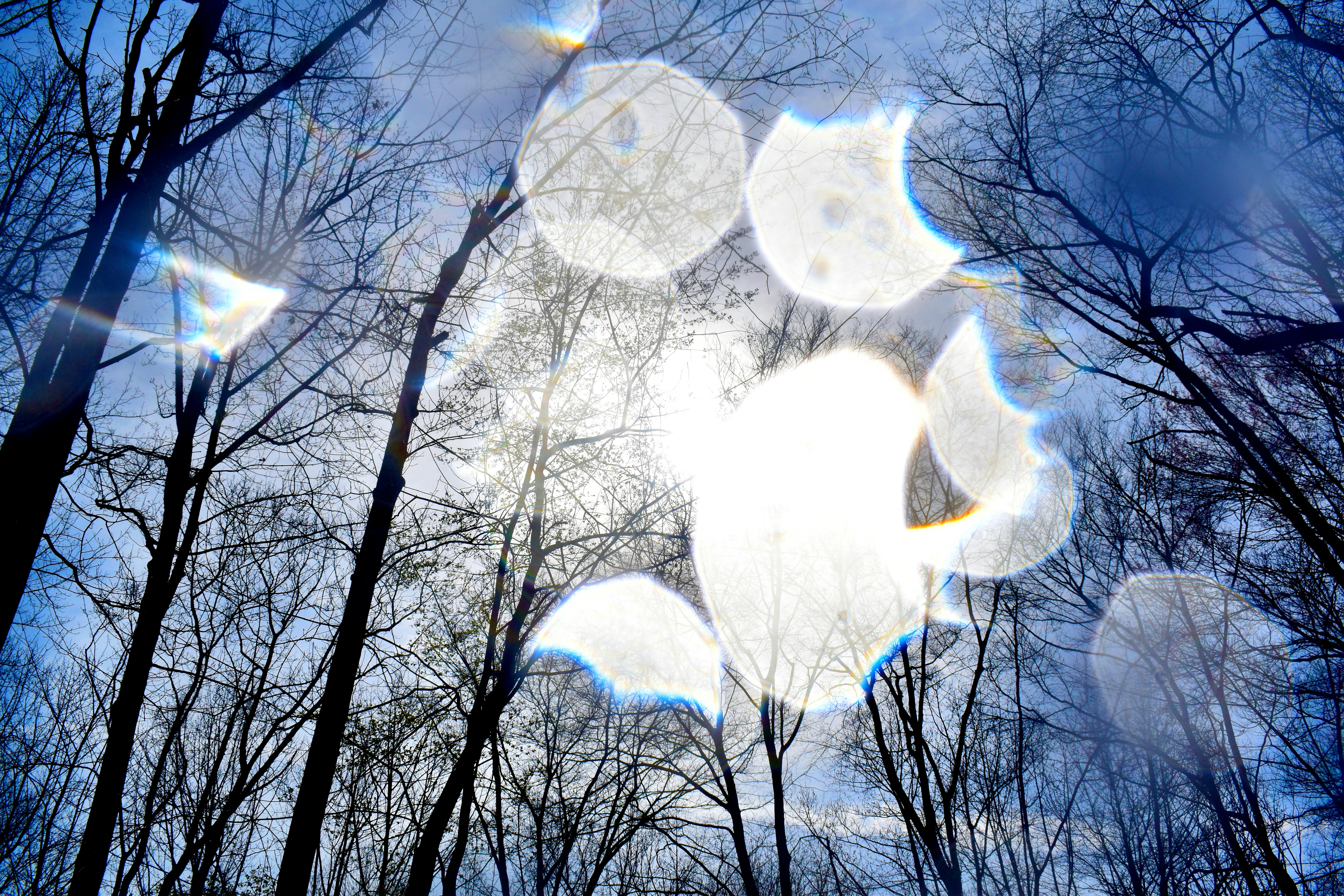 Helonium Meaning Wishes: Heartfelt Messages to Brighten Days