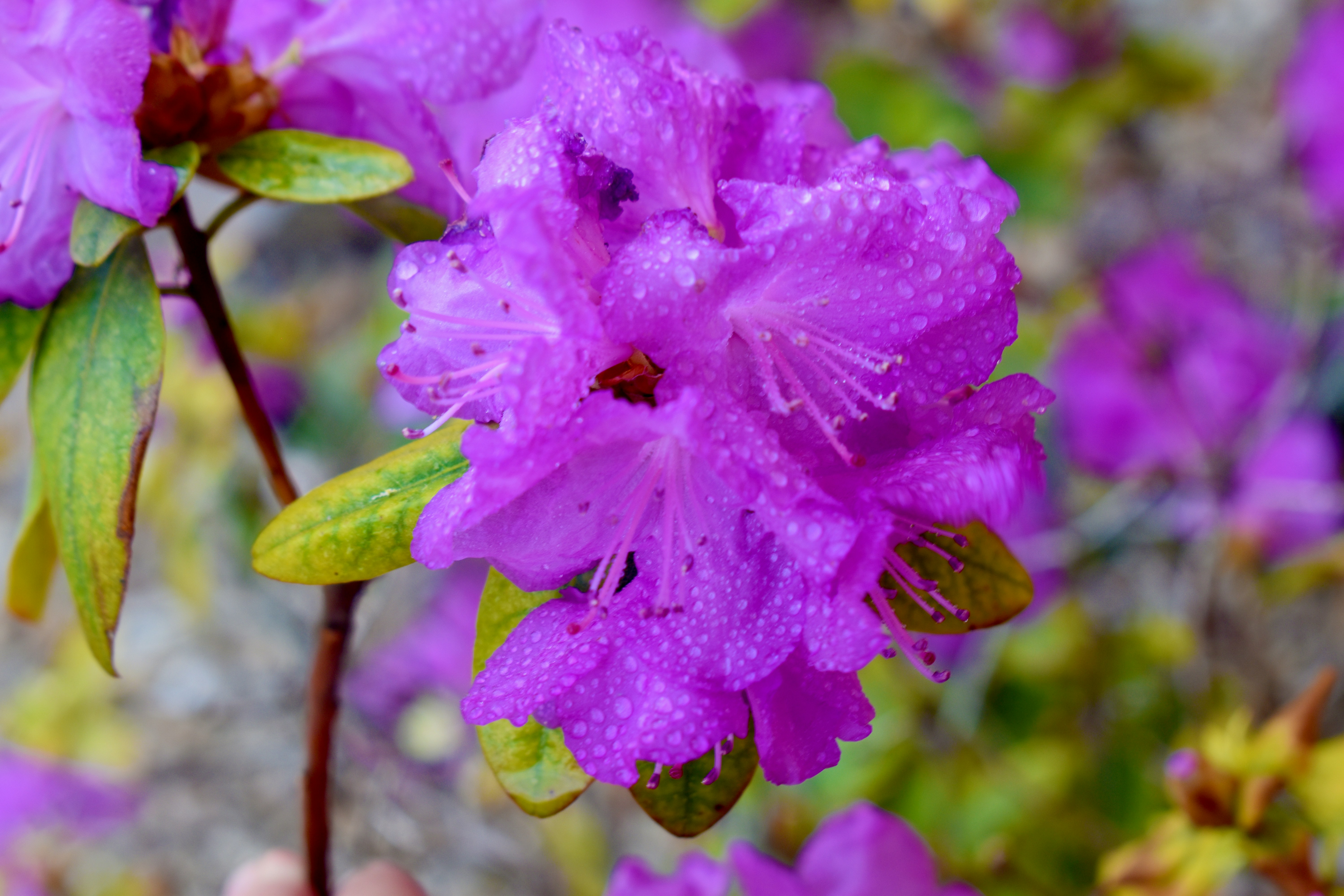 Photo by jasminesphtgrphy