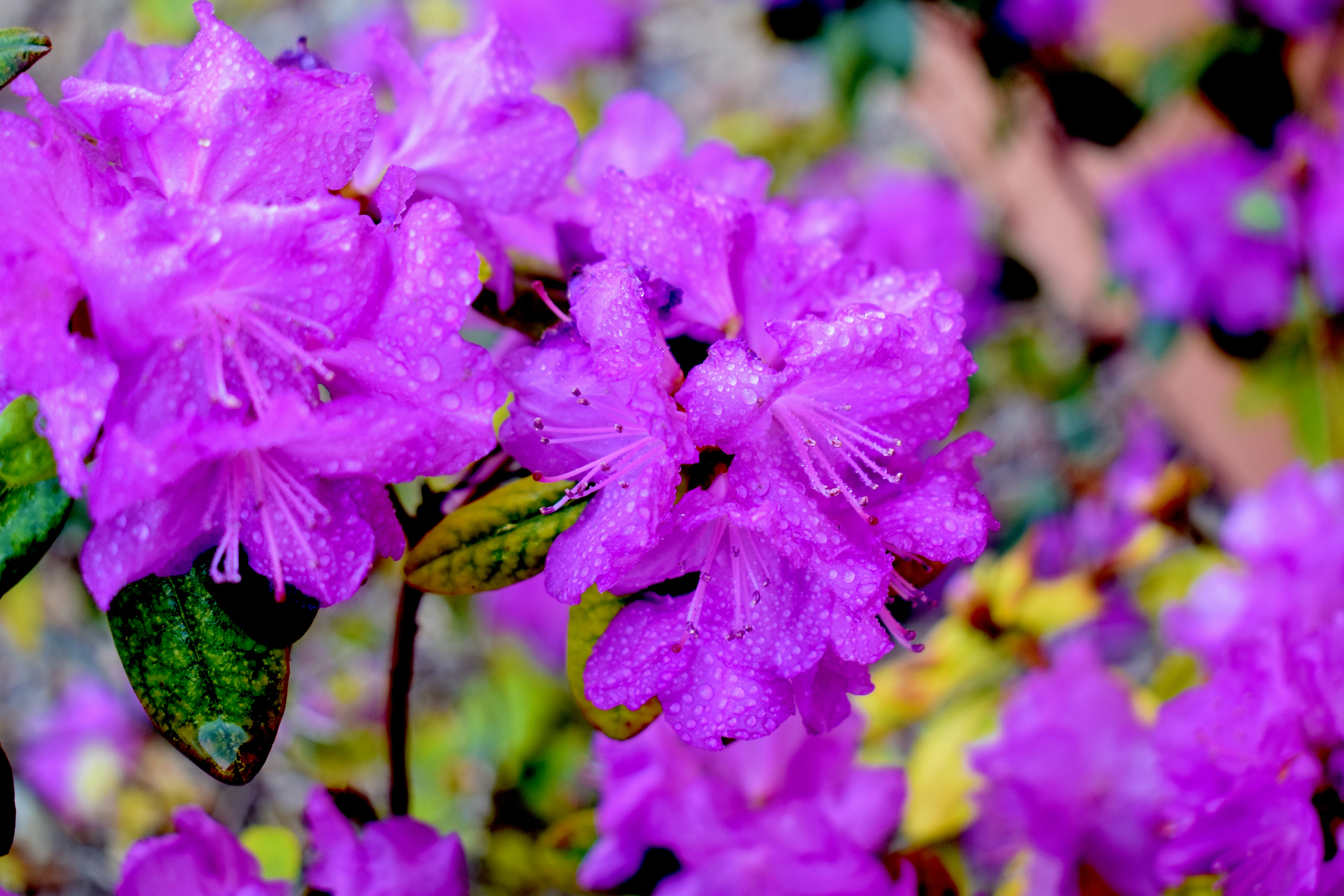 Photo by jasminesphtgrphy