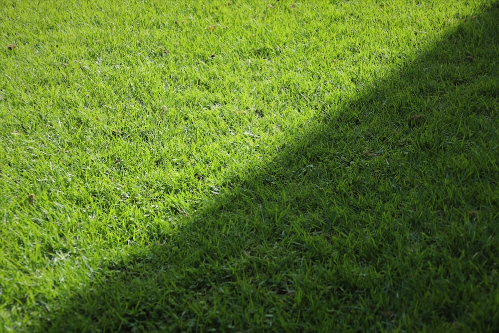 a shadow of a person on grass