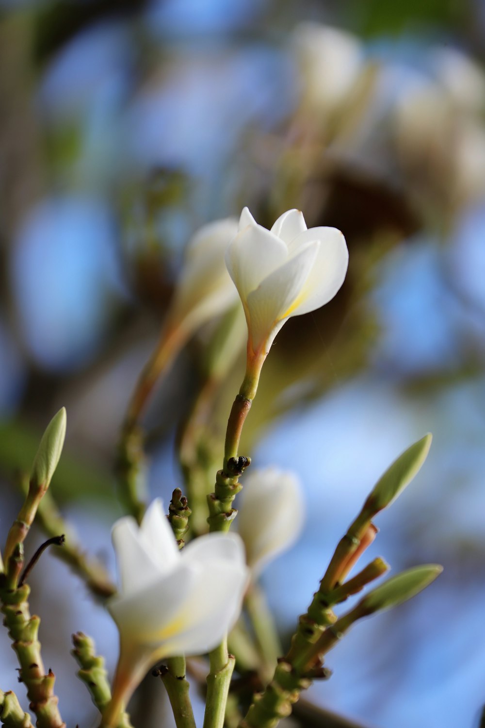 a close up of a flower