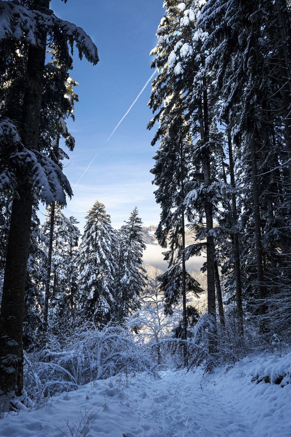 a snowy forest with trees