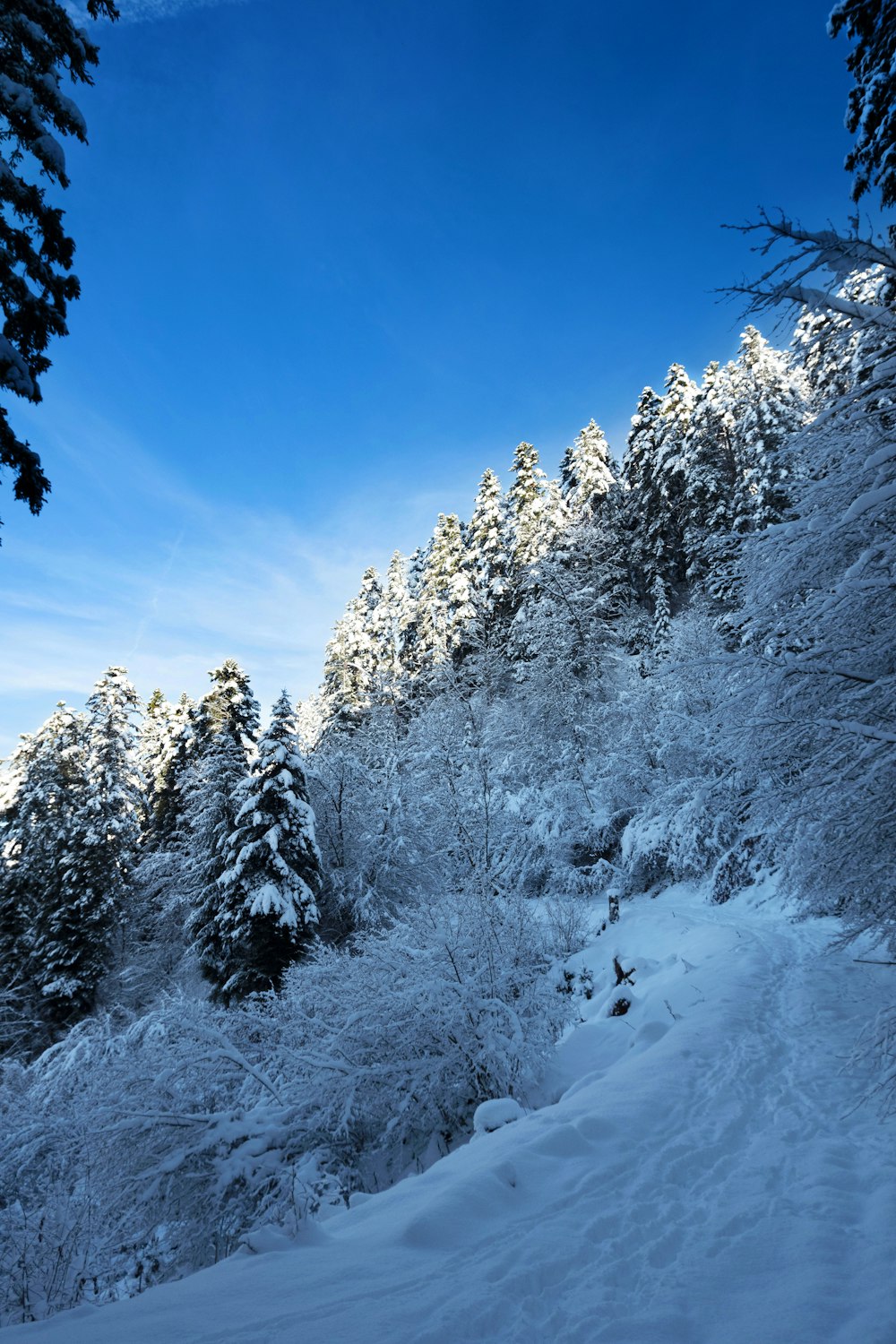 a snowy mountain with trees