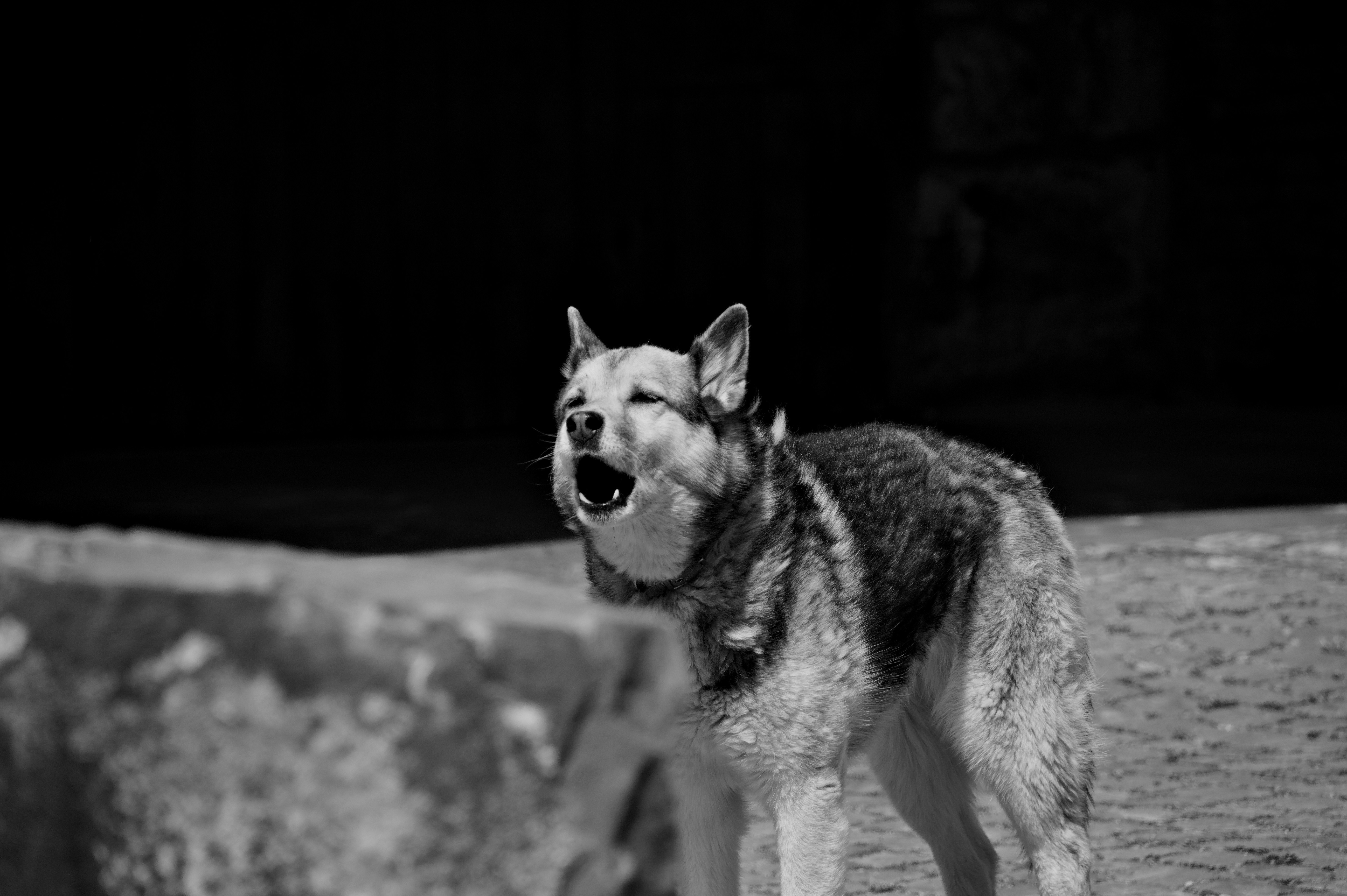 카페곳cafegot(애견동반카페)애견호텔-애견유치원 일상 : 네이버 블로그, image size:3000x1997