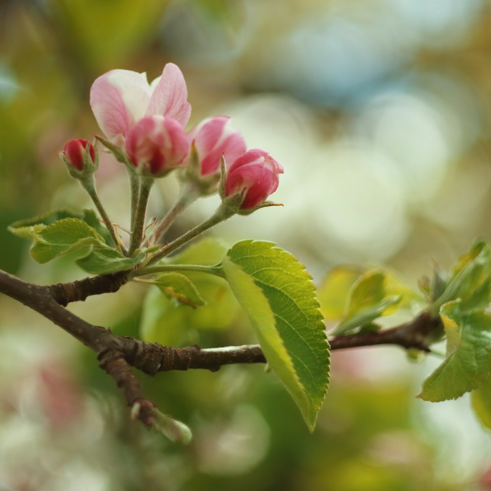 a close up of a flower