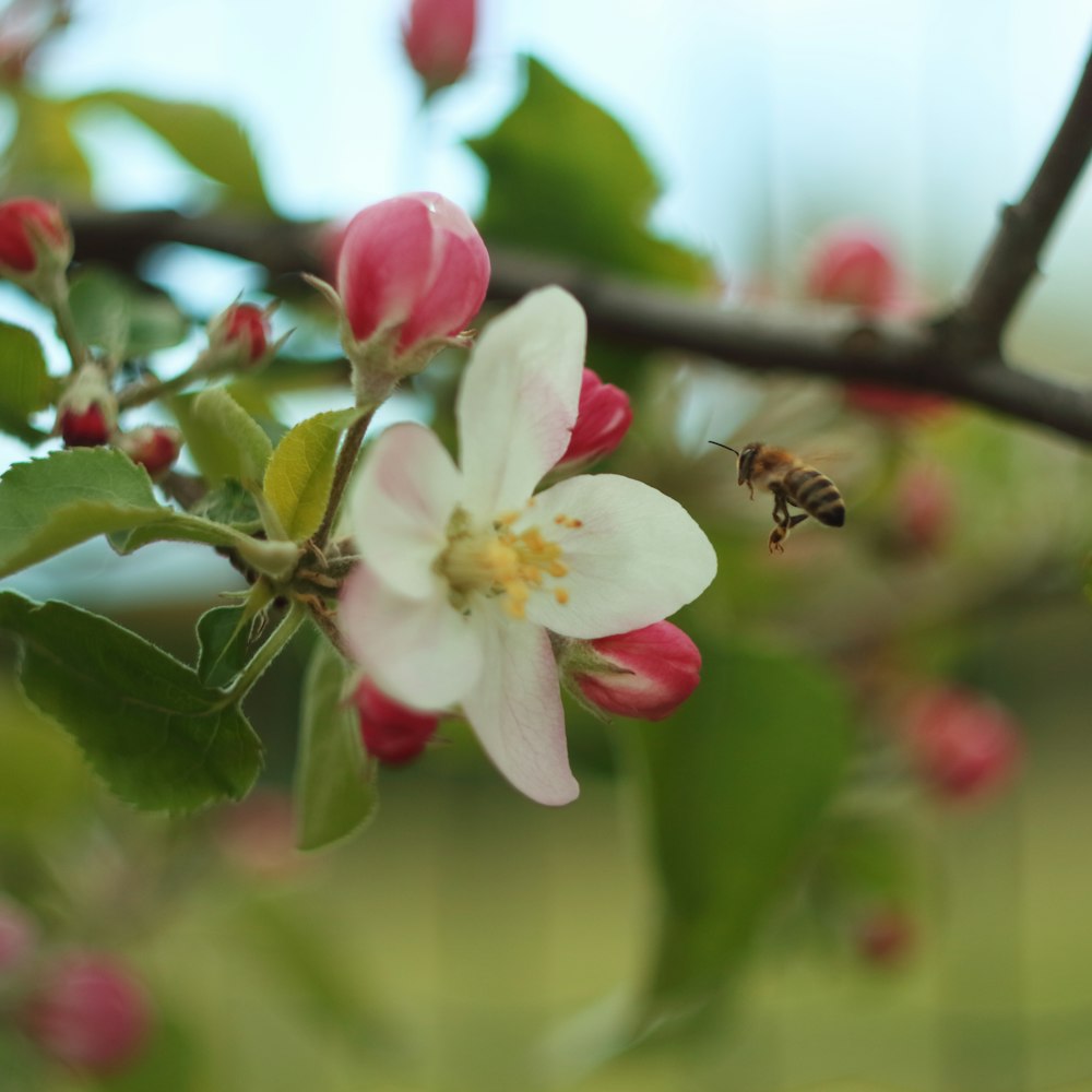 a bee on a flower