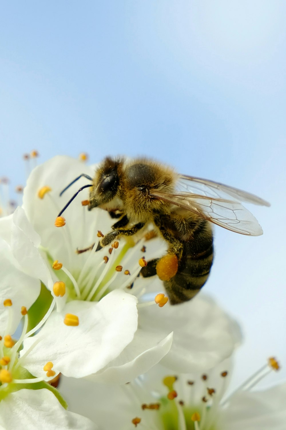 a bee on a flower