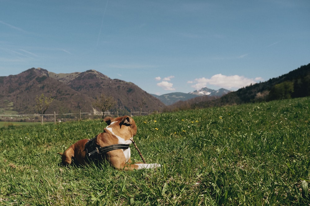 Un perro acostado en un campo cubierto de hierba