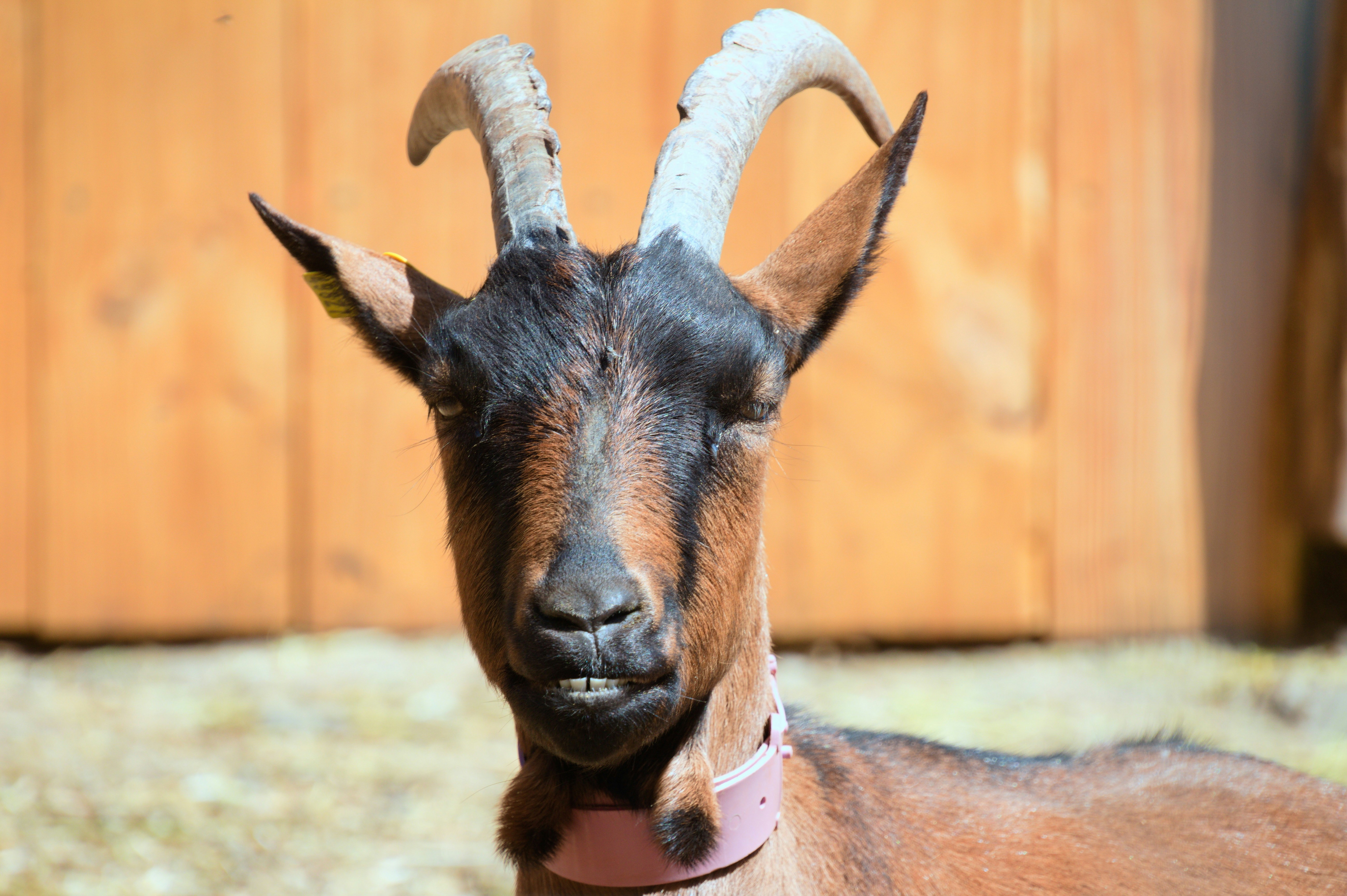 a goat with horns