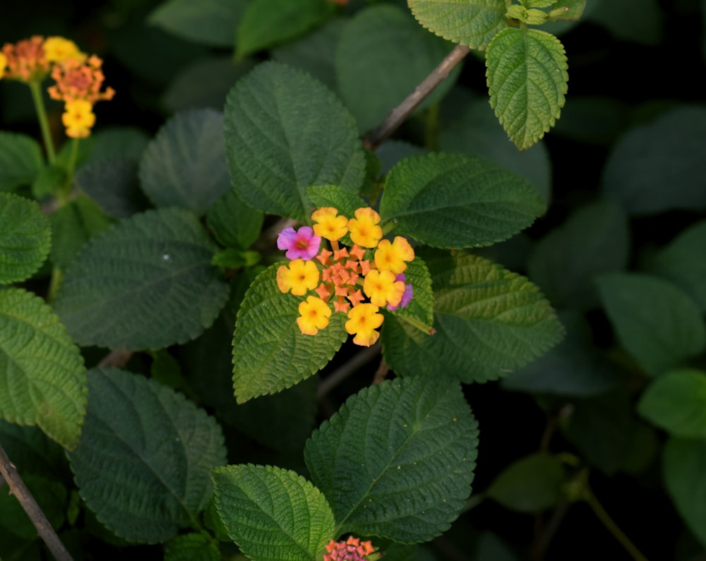 a plant with flowers