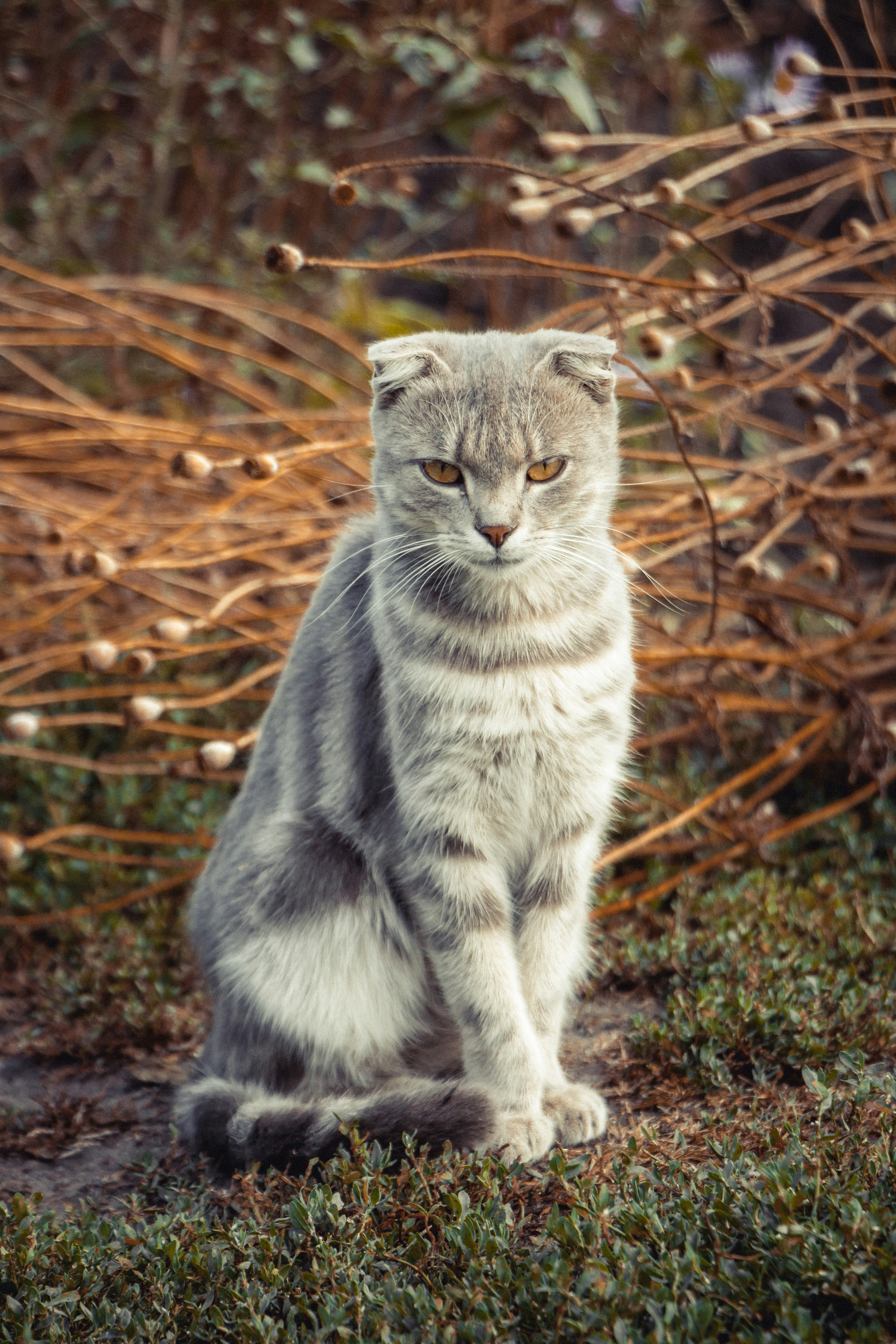 Acknowledge Their Hunting Achievements (image credits: unsplash)