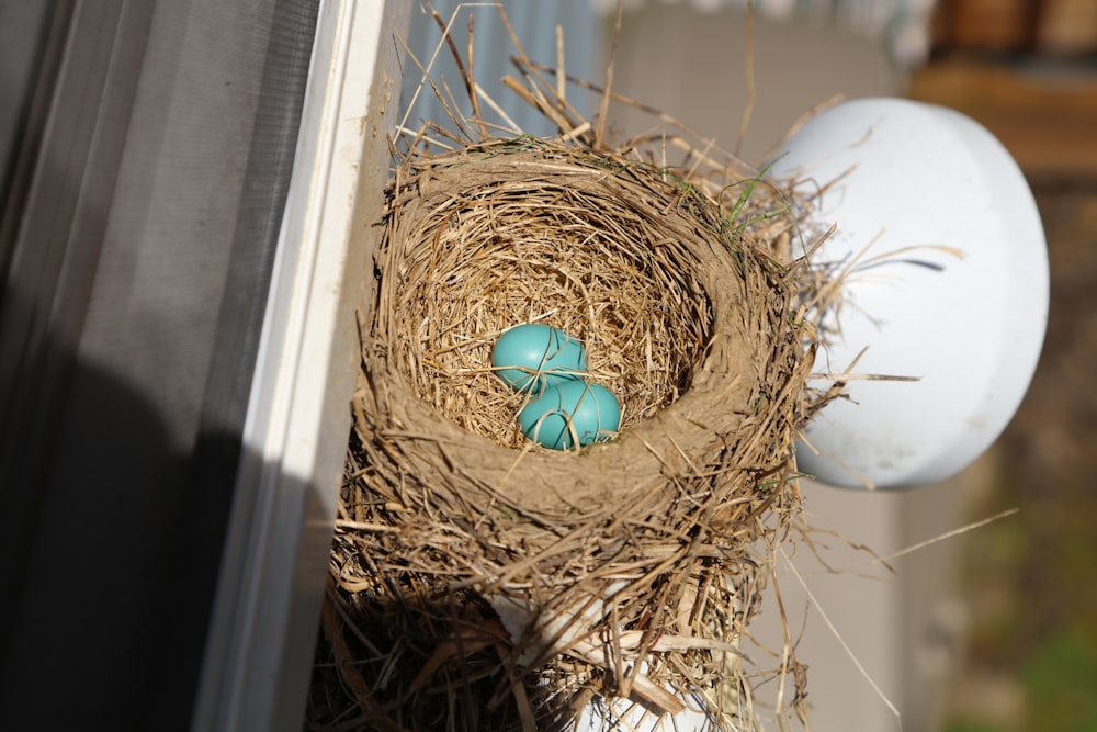 a bird in a nest
