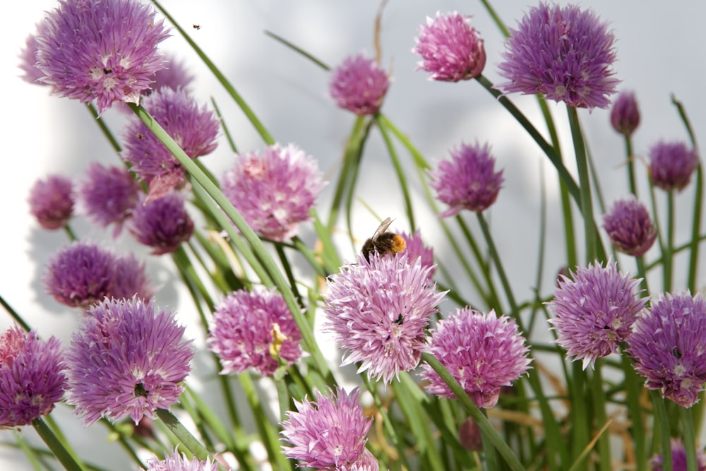 a bee on a flower