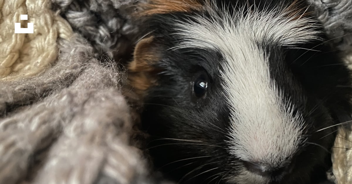 Gros plan d’un rongeur photo – Photo Animal Gratuite sur Unsplash