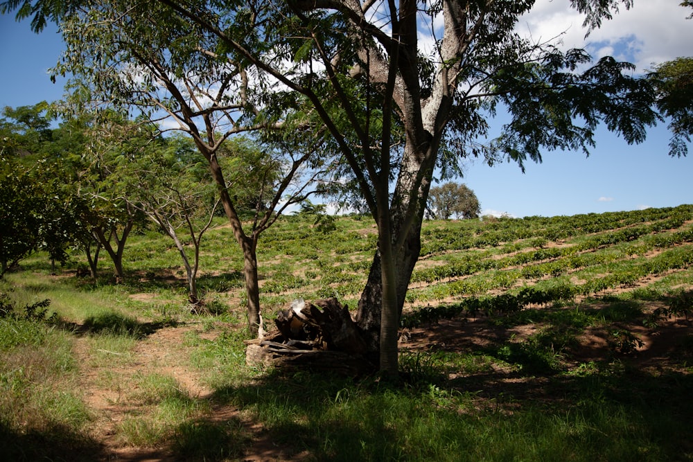 a tree in a field