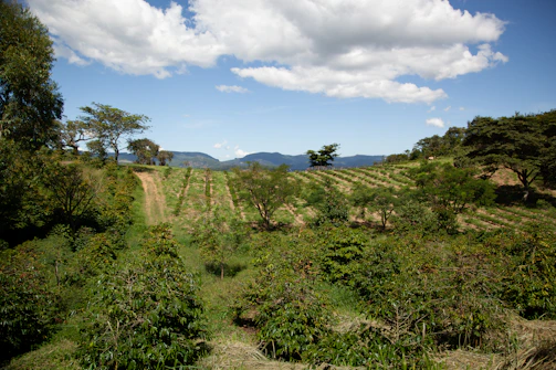A lush green terraced farm in Dang district with farmers tending to crops under a bright sky.