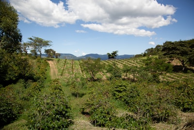 A lush green terraced farm in Burundi with farmers tending to crops under a bright sky.