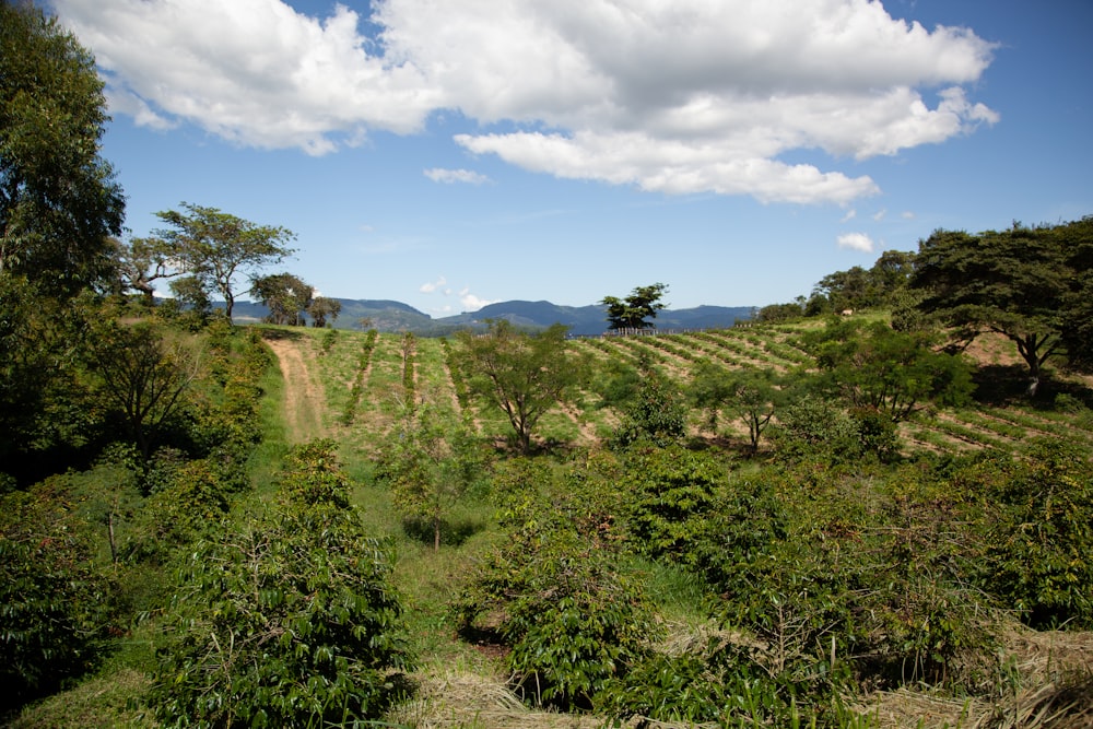 a landscape with trees and bushes