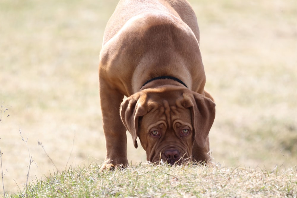 a dog with a human face