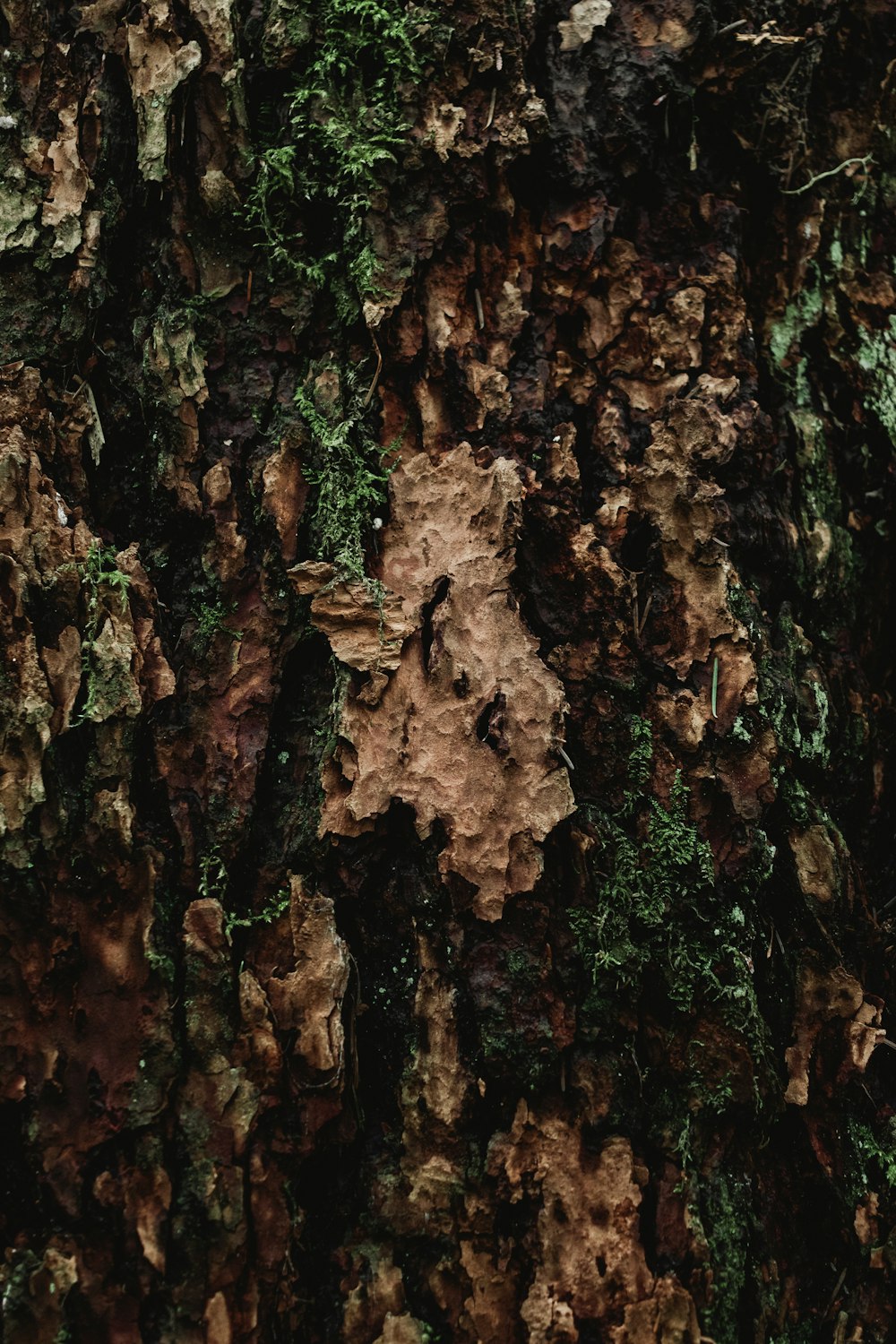 a large tree trunk