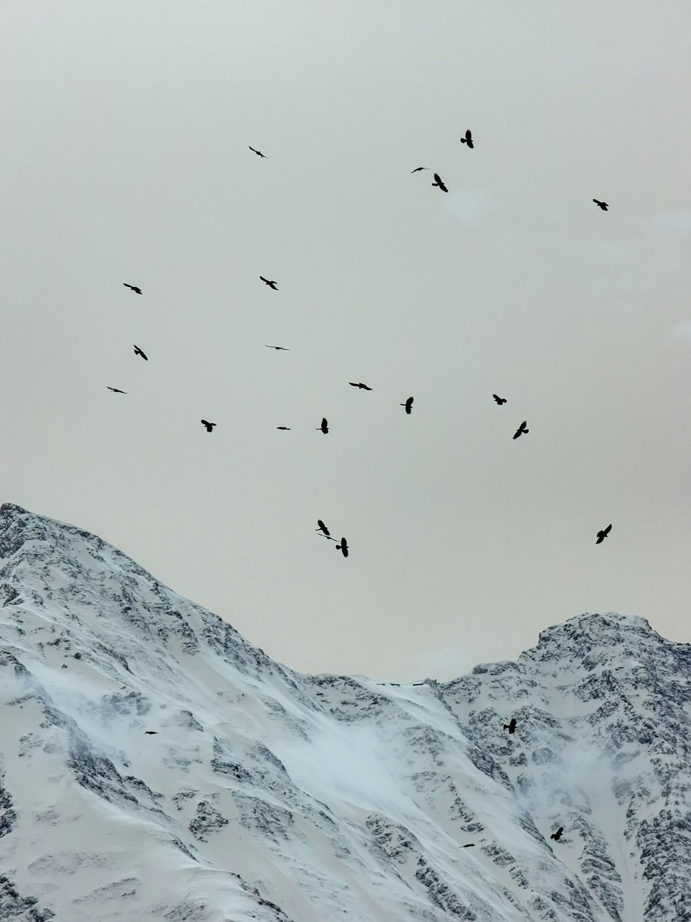 a flock of birds flying over a snowy mountain