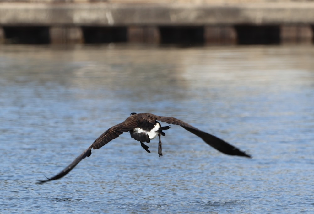 a bird flying over water