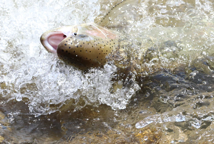 trout holding in a freshwater river