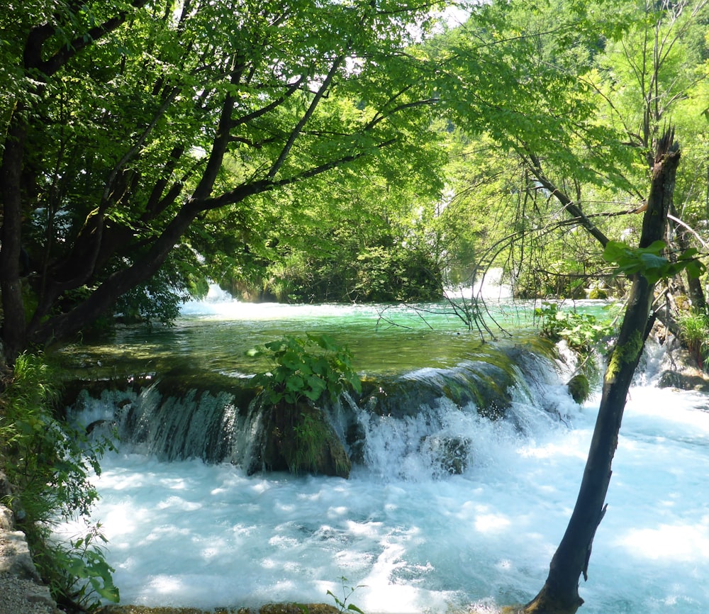 a river with trees around it