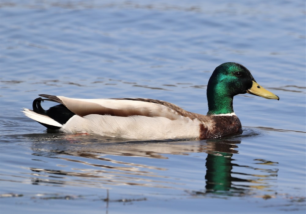 un'anatra che nuota nell'acqua