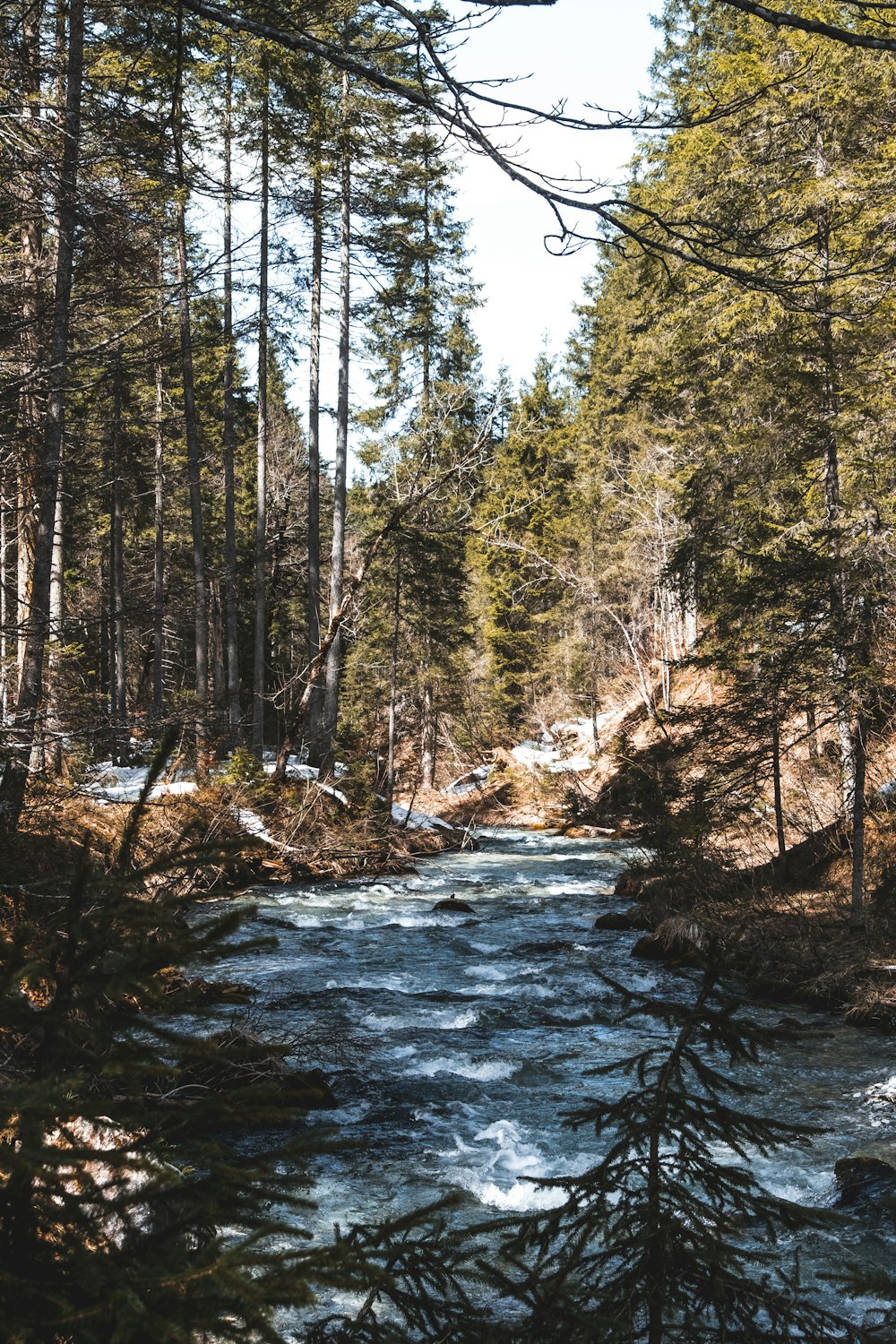 a river in a forest