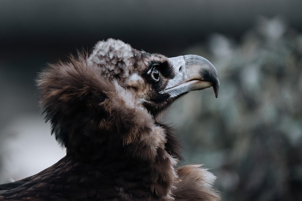 a bird with a long beak