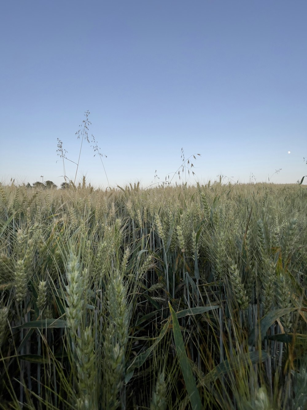 a field of tall grass