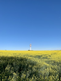Champs de fleur