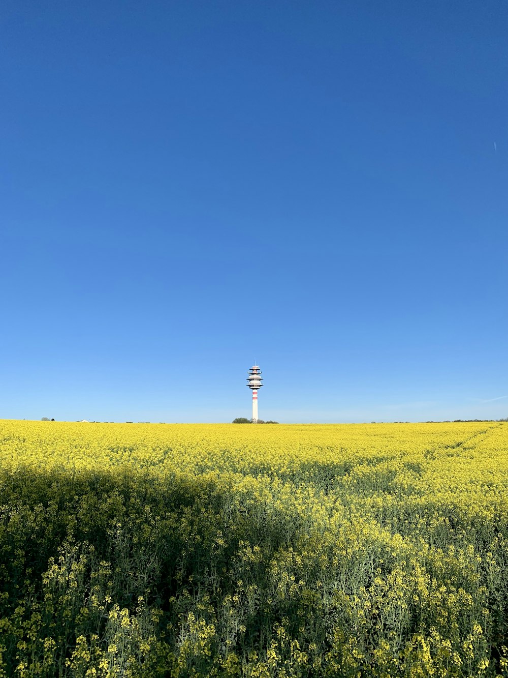 a field of flowers with a tower in the distance