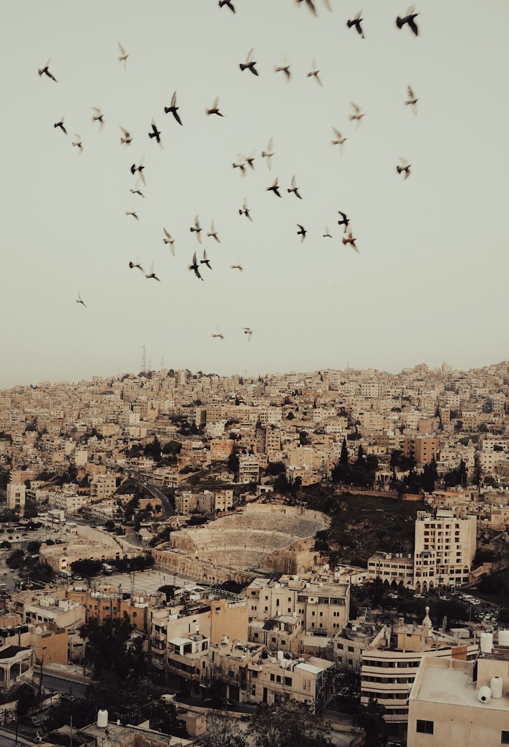 a flock of birds flying over a city