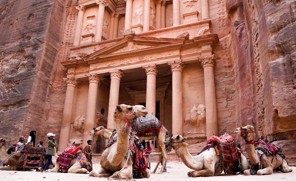 a group of camels in front of Petra with pillars