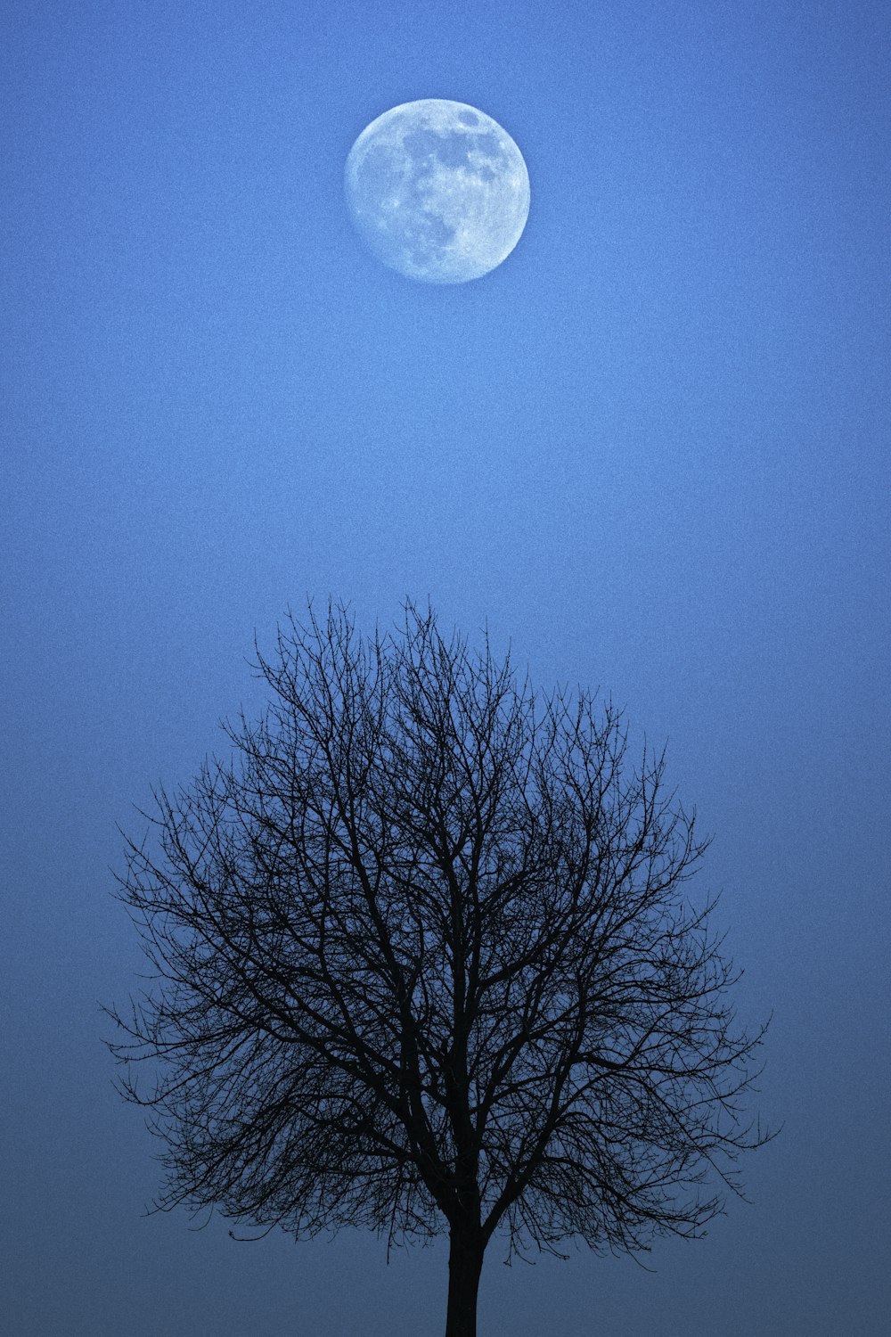 a tree with the moon in the background