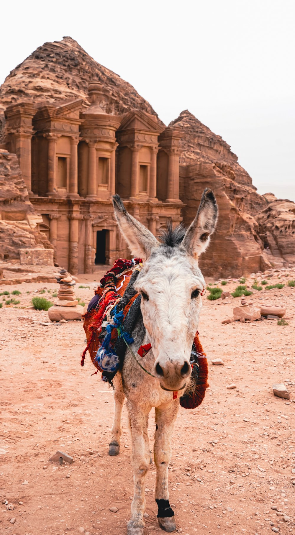 a donkey with a saddle on its back in front of a building